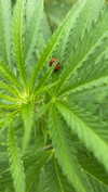 xo.cynnthiia Altpins Profile Picture