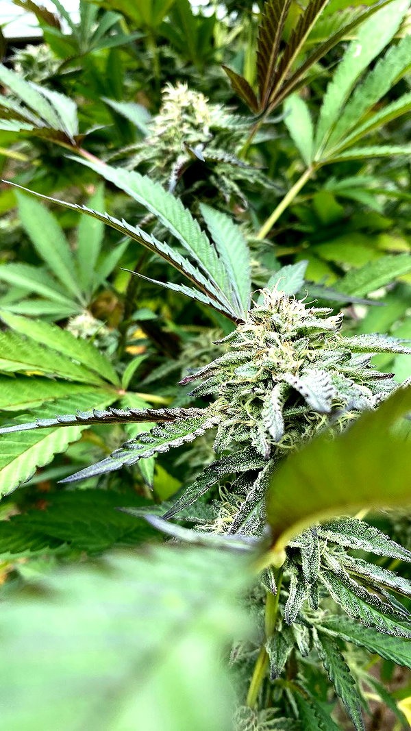 xo.cynnthiia xo.cynnthiia archive image