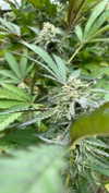 xo.cynnthiia Altpins Profile Picture