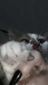 xylia444 Altpins Profile Picture