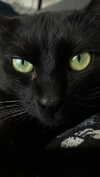 xylia444 Altpins Profile Picture