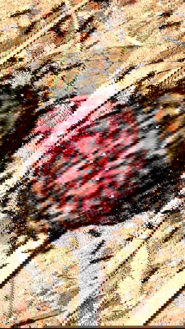 xzot1_met4xx image ~ Altpins