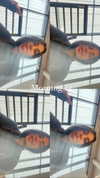 yahel_tubul Altpins Profile Picture