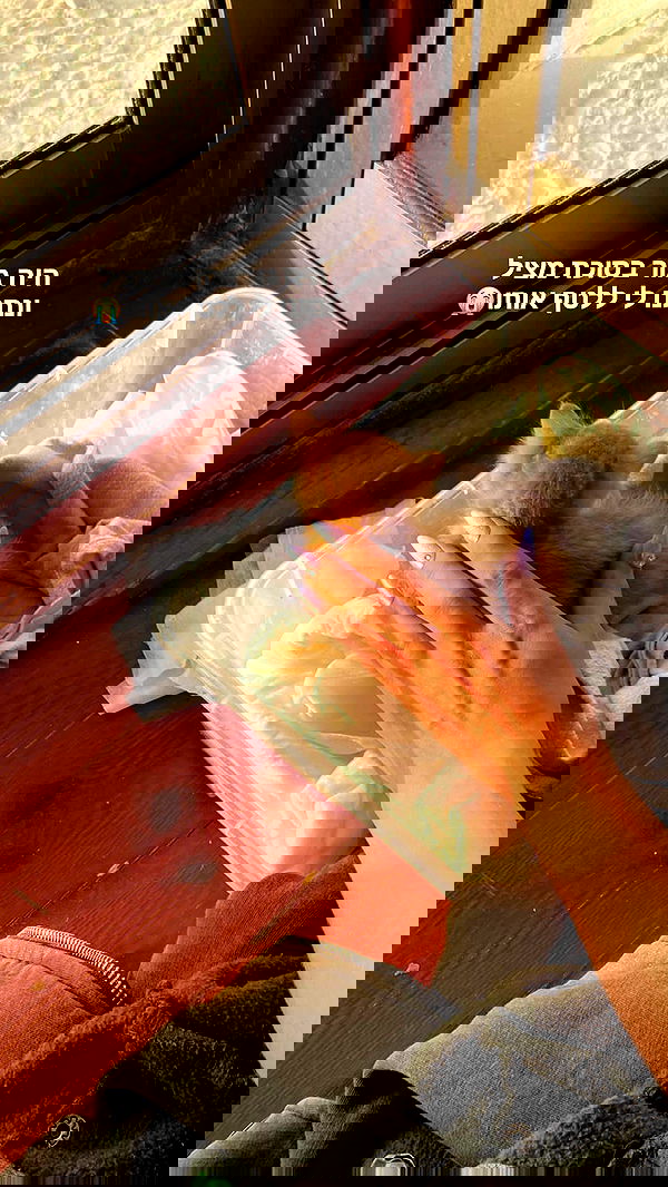 yam_adler image ~ Altpins