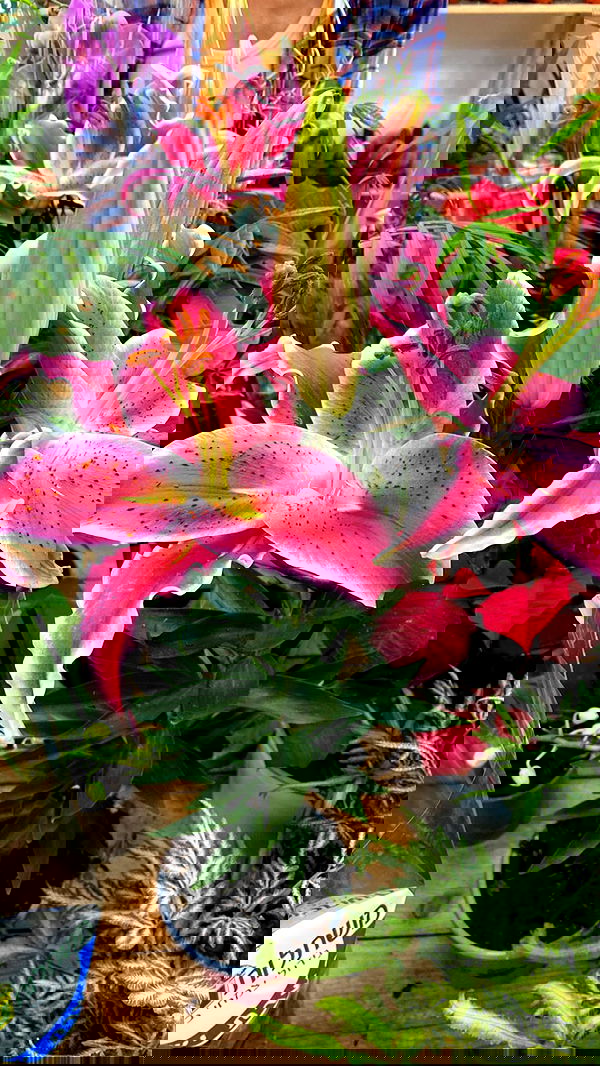 yam_adler image ~ Altpins