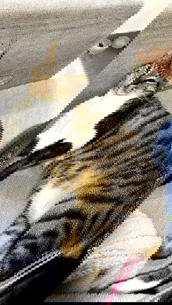 yam_adler image ~ Altpins