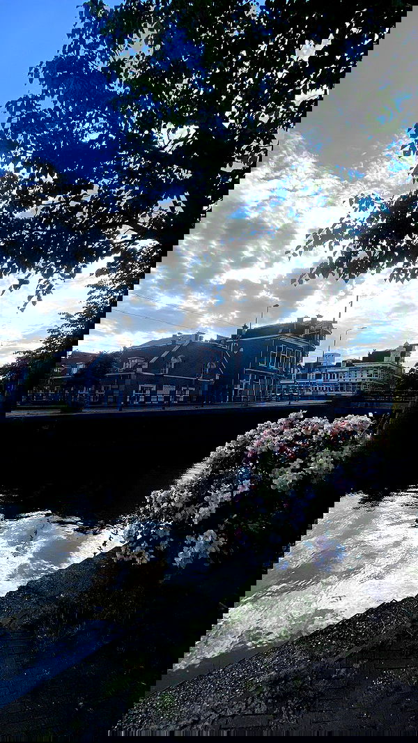 yam_adler image ~ Altpins