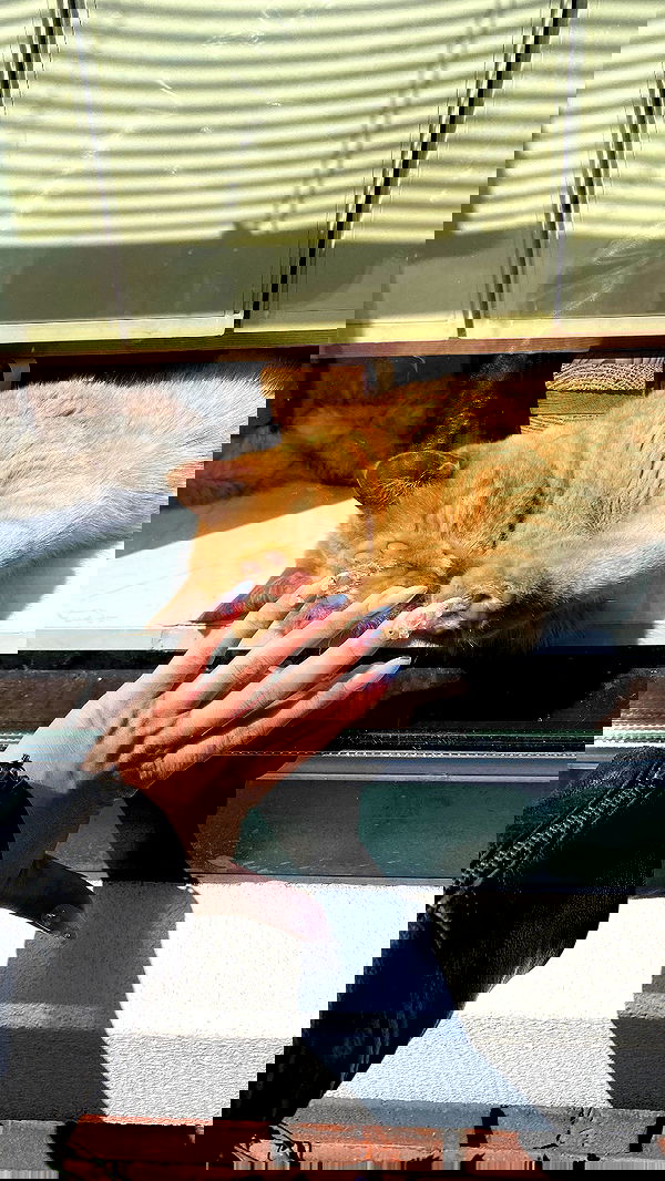 yam_adler image ~ Altpins