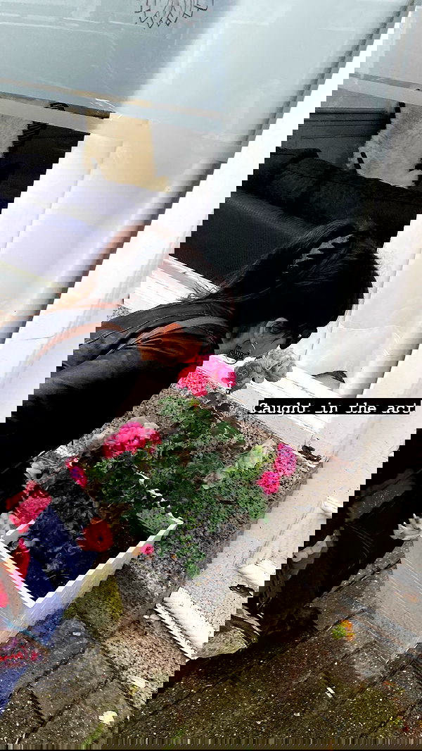 yam_adler image ~ Altpins