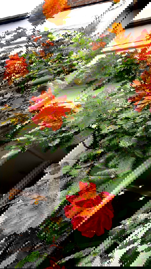 yam_adler image ~ Altpins