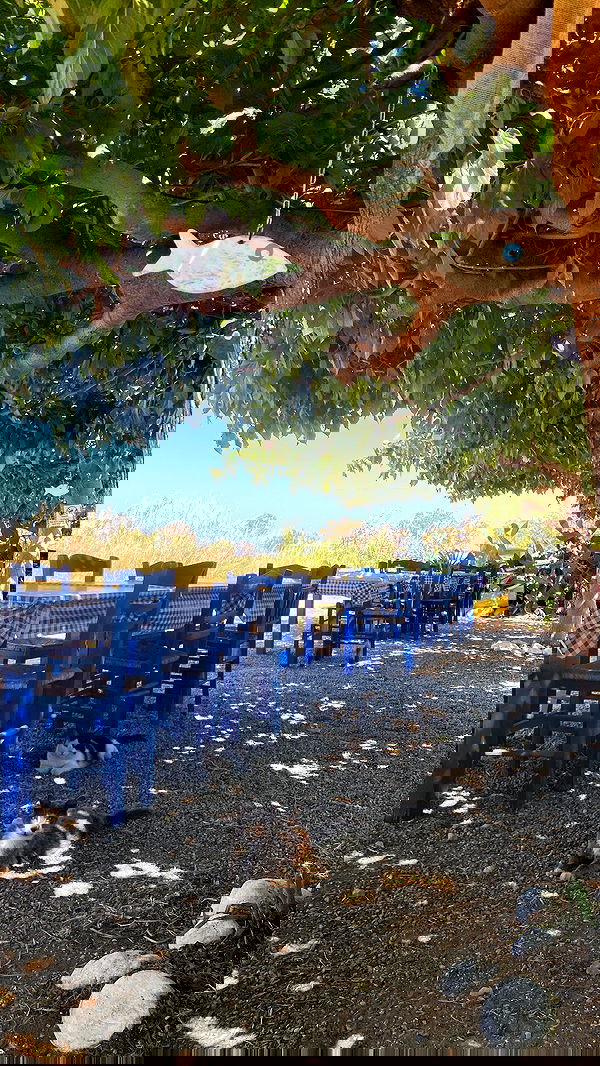 yam_adler image ~ Altpins