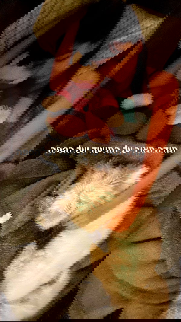 yam_adler image ~ Altpins