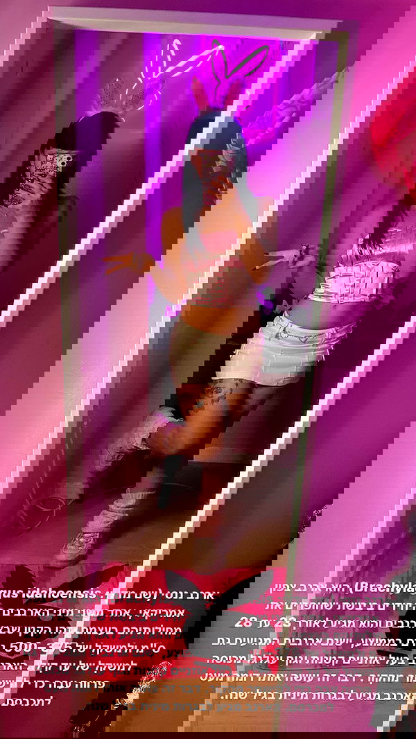 yam_adler image ~ Altpins