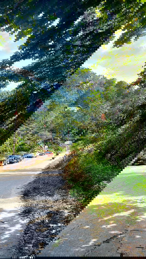 yam_adler image ~ Altpins