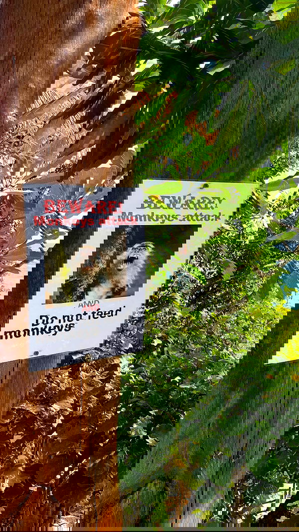 yam_adler image ~ Altpins