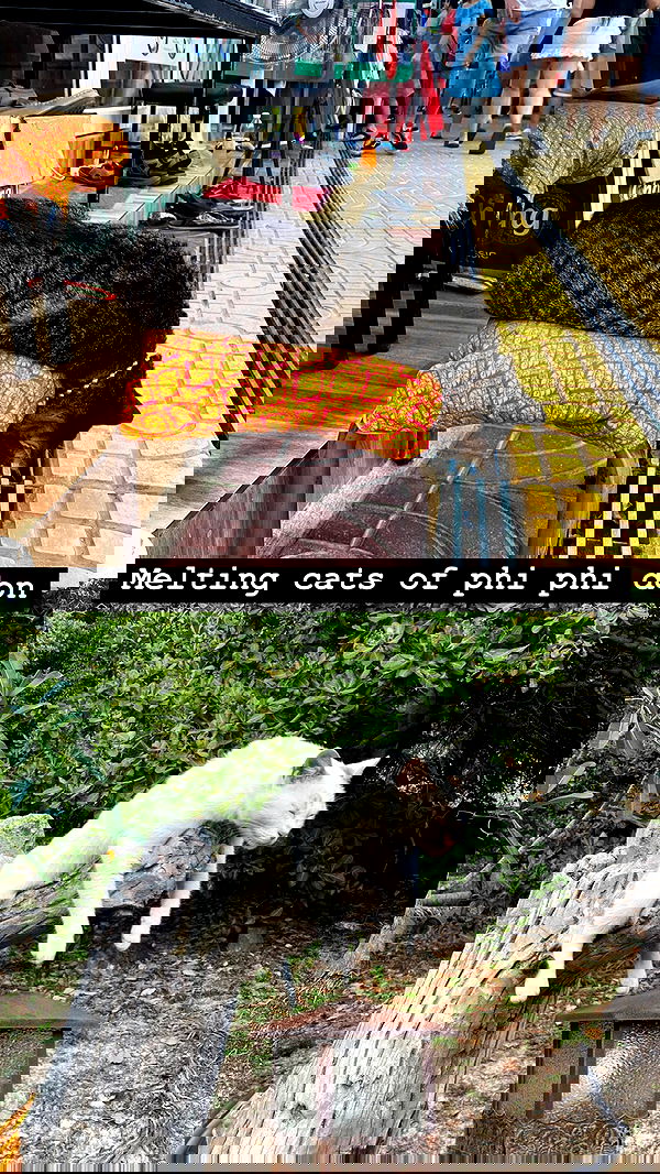 yam_adler image ~ Altpins