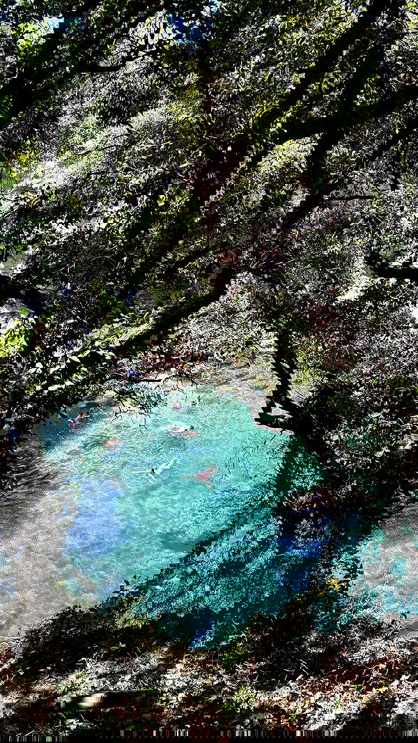 yam_adler image ~ Altpins