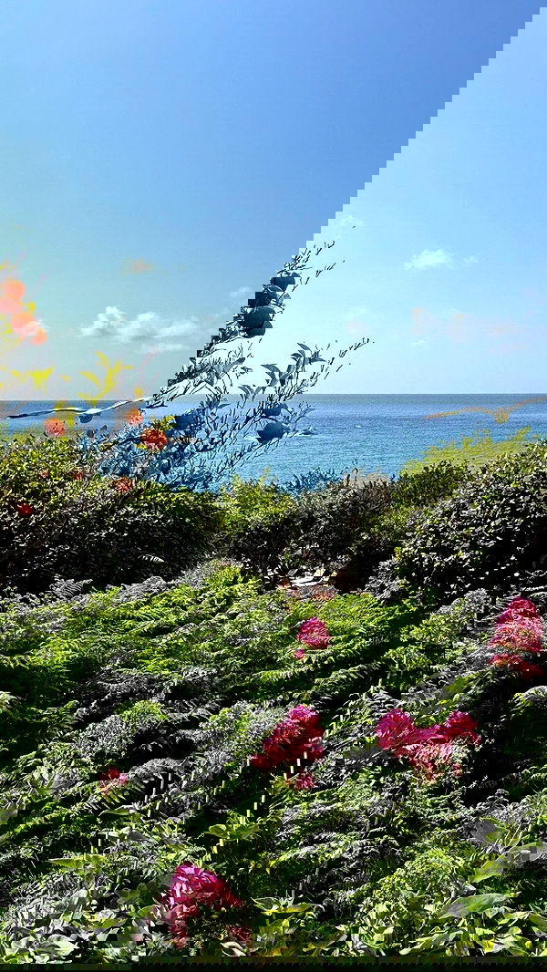 yam_adler image ~ Altpins