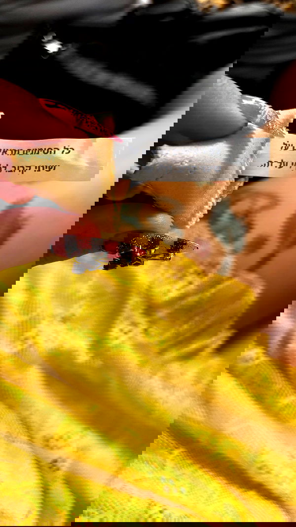 yam_adler image ~ Altpins