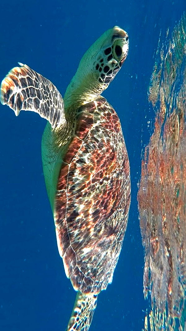 yambogdini instagram image archive image