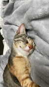 yanna_ship Altpins Profile Picture