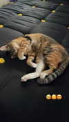yanna_ship Altpins Profile Picture
