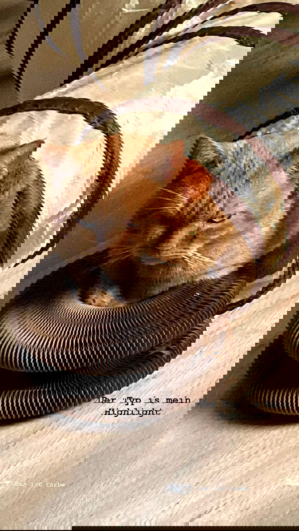 yoo.mon yoo.mon archive image