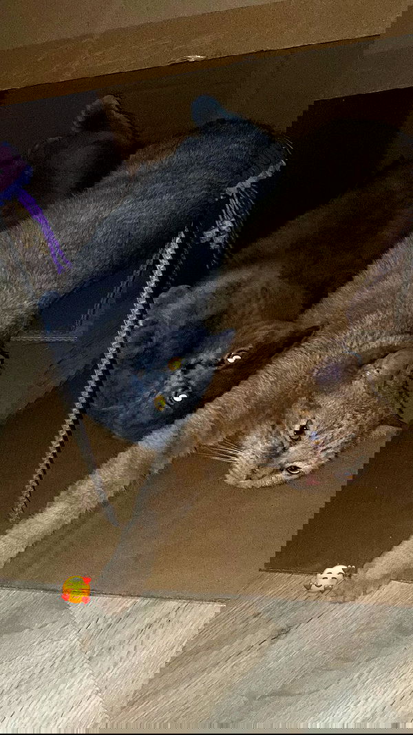 yoo.mon yoo.mon archive image