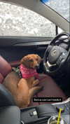 yourlittlemaya Altpins Profile Picture