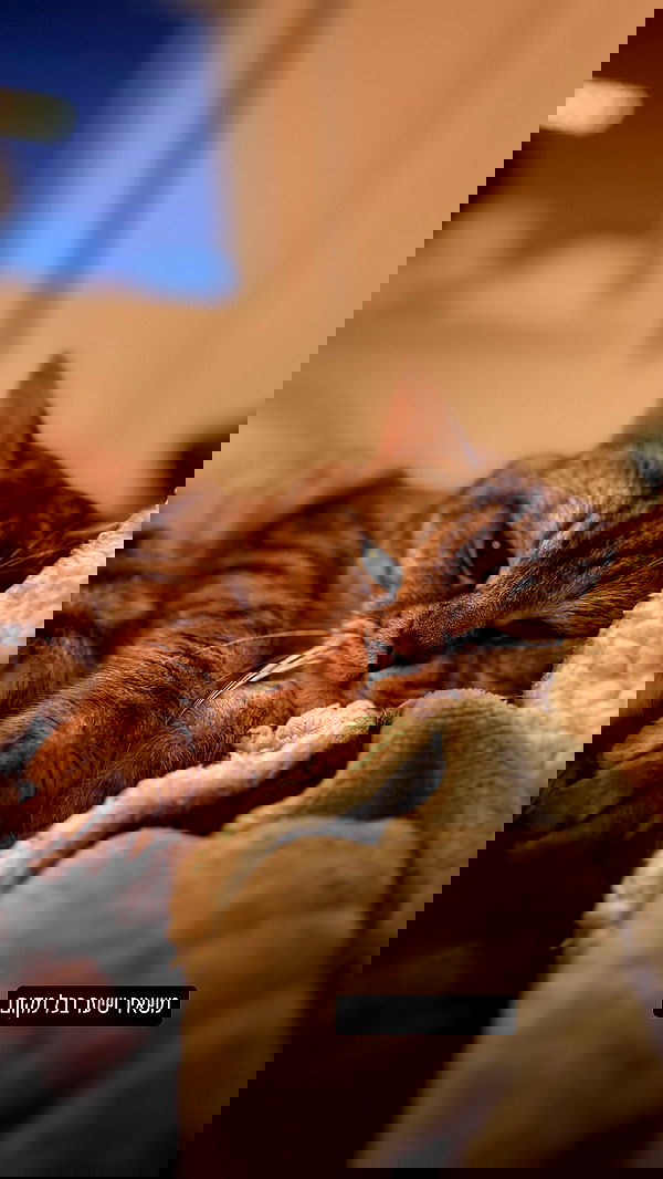 yuri.gever yuri.gever archive image