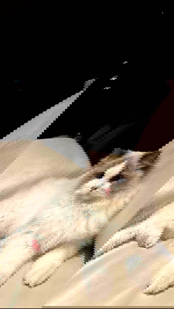 ywwyiiing image ~ Altpins