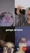 zaperwave Altpins Profile Picture