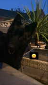 zaperwave Altpins Profile Picture