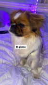 zaperwave Altpins Profile Picture