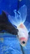 zaperwave Altpins Profile Picture