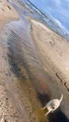 zaperwave Altpins Profile Picture