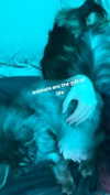 zaperwave Altpins Profile Picture