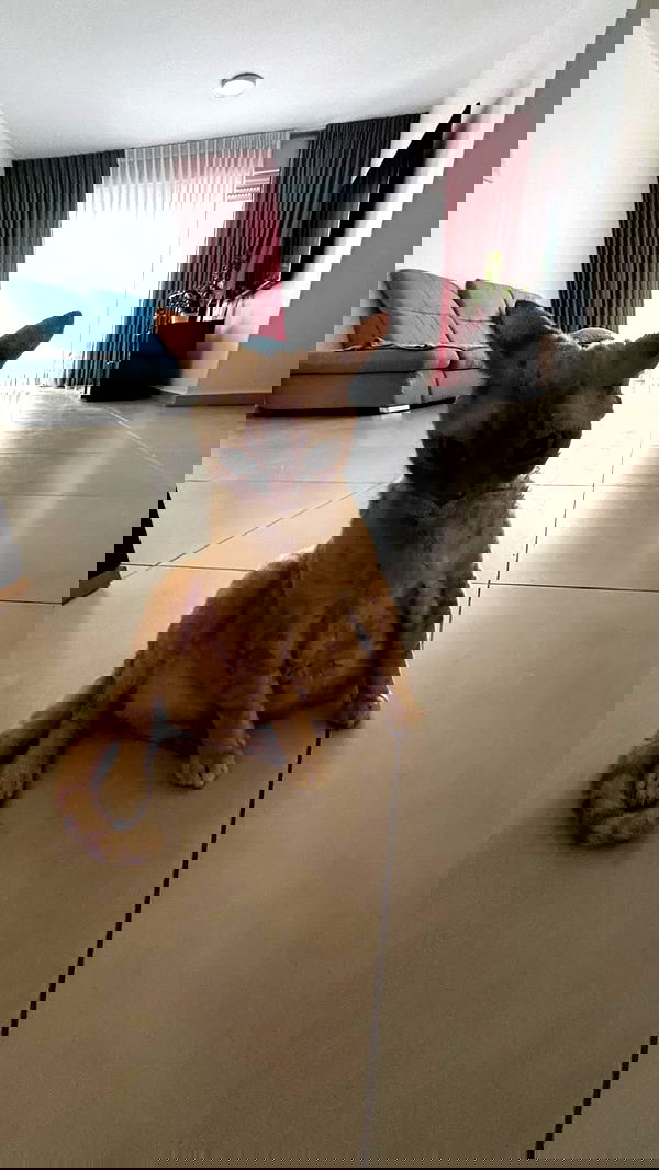 zlata_shipulin zlata_shipulin archive image