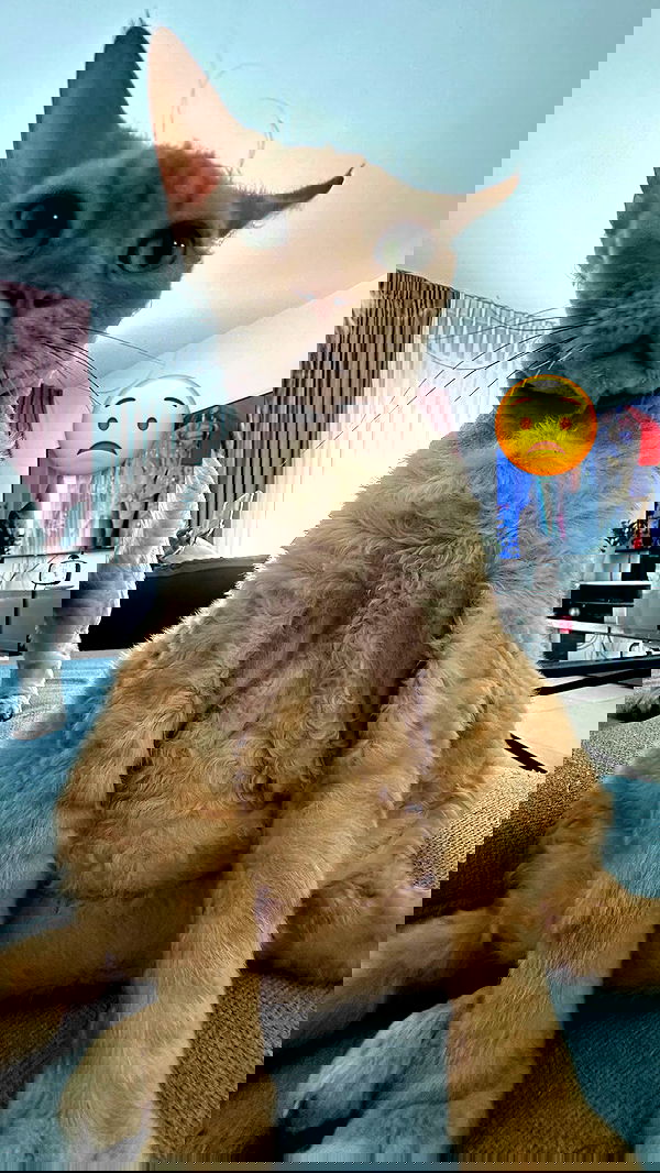 zlata_shipulin zlata_shipulin archive image