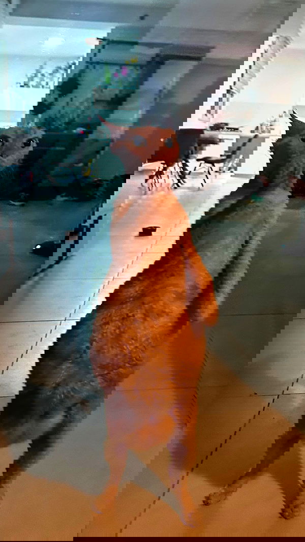 zlata_shipulin zlata_shipulin archive image