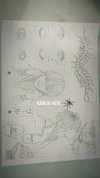 zohar_balaganim Altpins Profile Picture