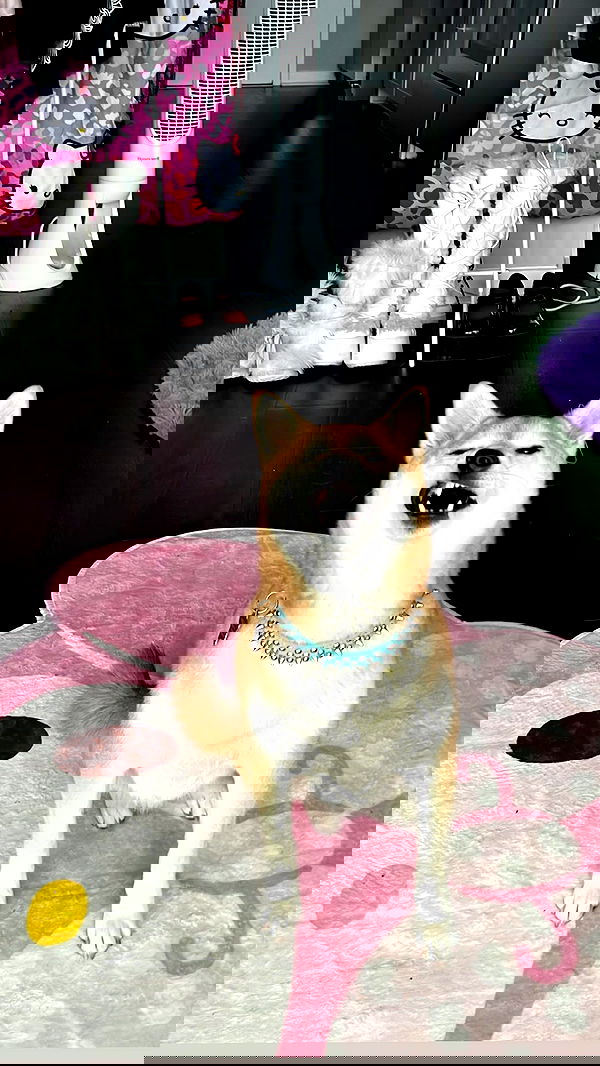 zommmbri image ~ Altpins