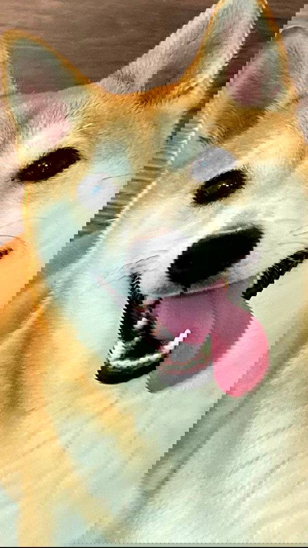 zommmbri image ~ Altpins