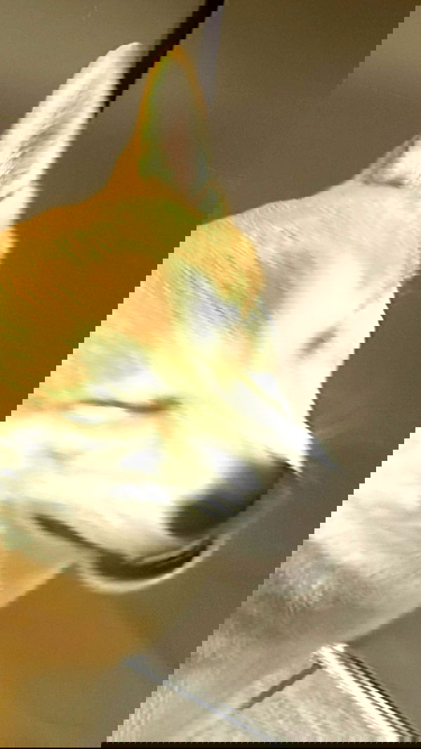 zommmbri image ~ Altpins