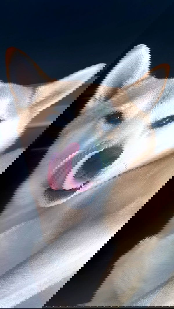 zommmbri image ~ Altpins