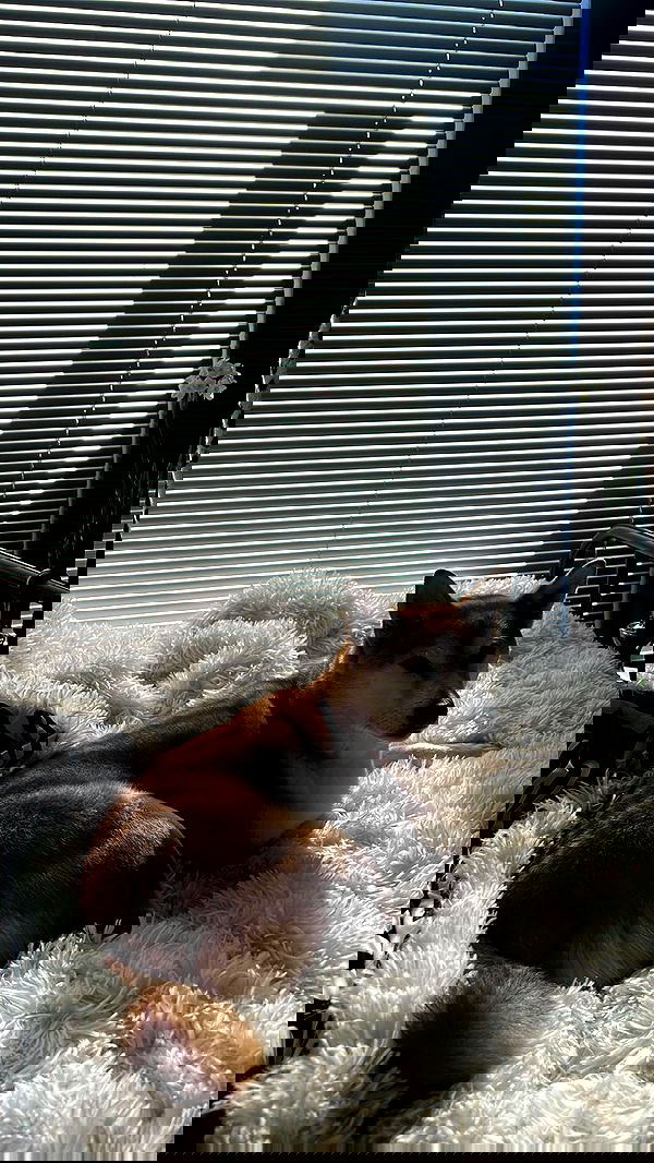 zommmbri image ~ Altpins