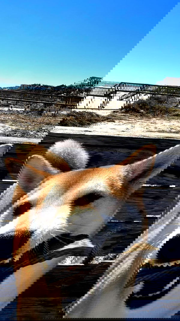 zommmbri image ~ Altpins