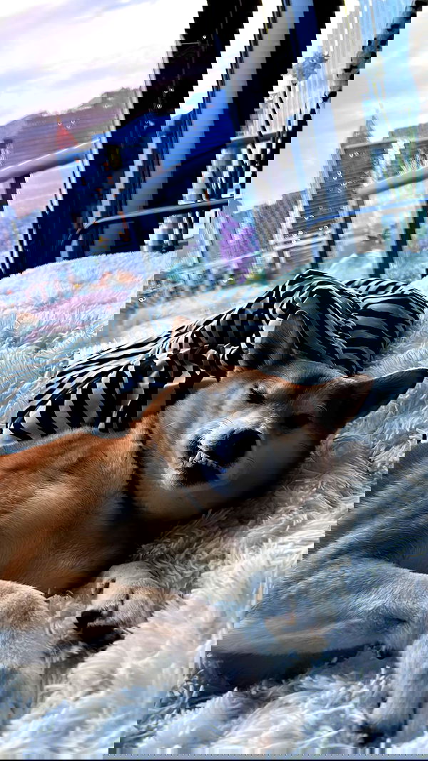 zommmbri image ~ Altpins