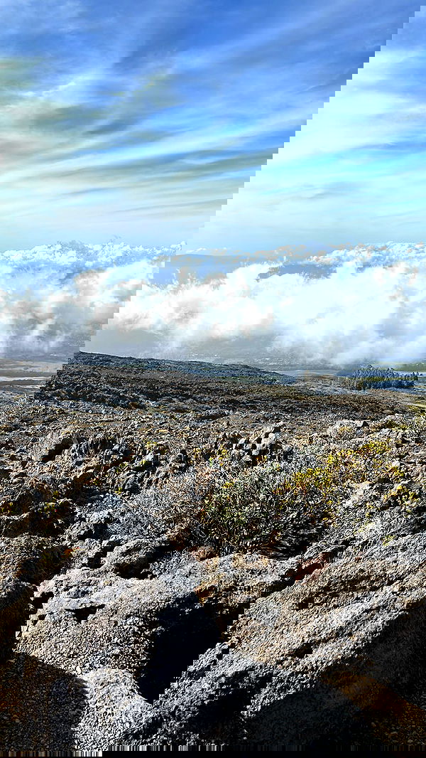 zommmbri image ~ Altpins