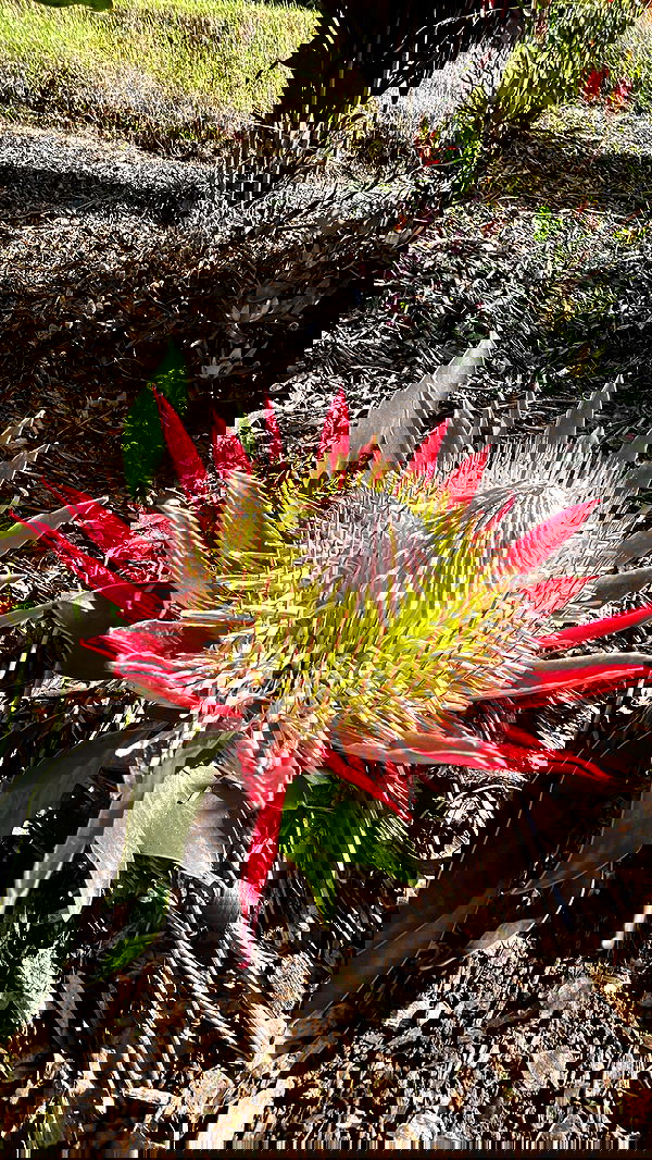 zommmbri image ~ Altpins